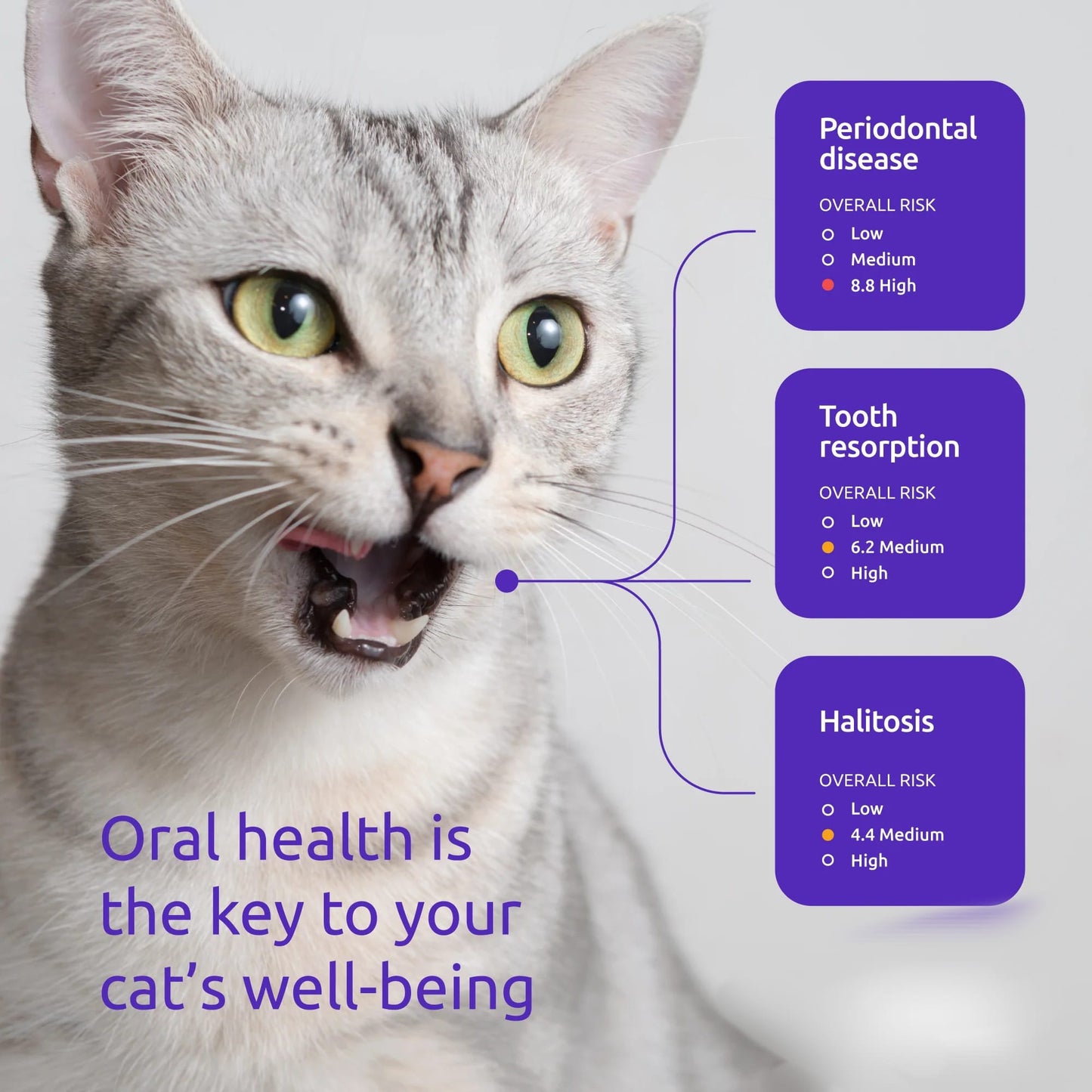 Pet dental health set